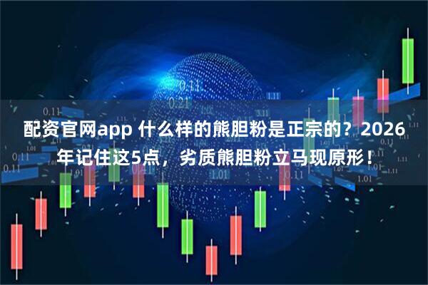 配资官网app 什么样的熊胆粉是正宗的？2026年记住这5点，劣质熊胆粉立马现原形！